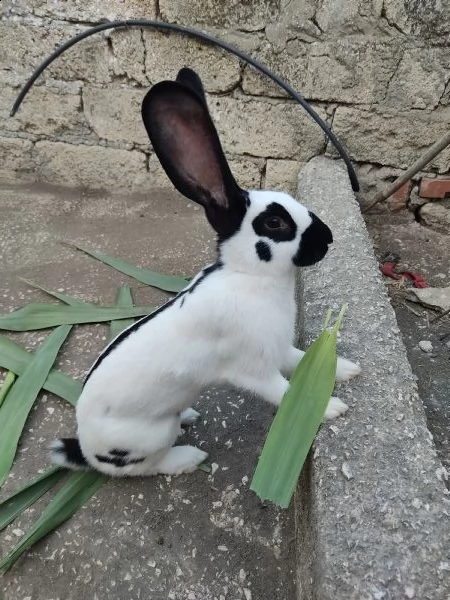 coniglio gigante pezzato papillon