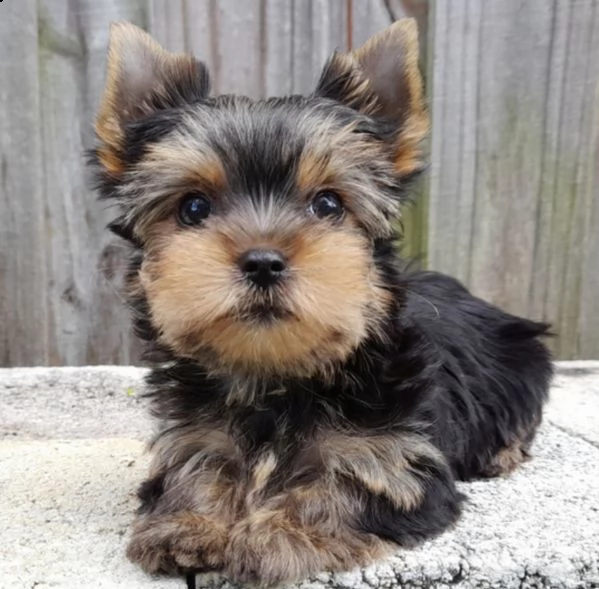  regalo cuccioli yorkshire 