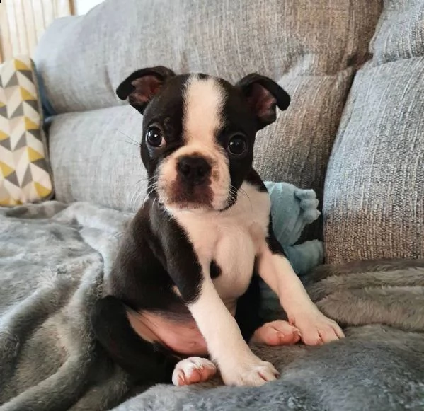 regalo cuccioli di boston terrier 