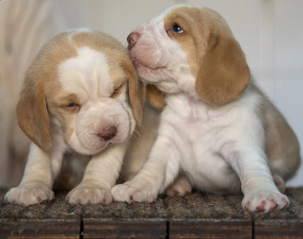 cuccioli beagle | Foto 0
