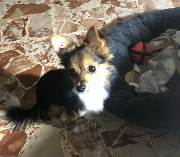 Chihuahua pelo lungo | Foto 1