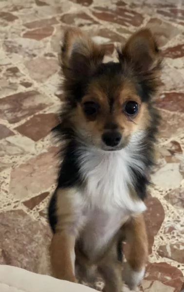 Chihuahua pelo lungo