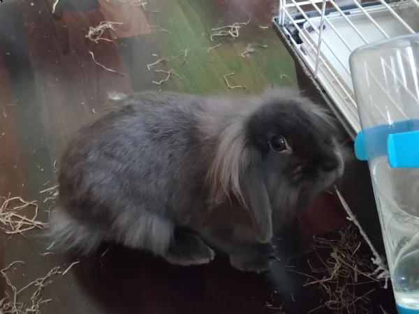conigli in regalo | Foto 1