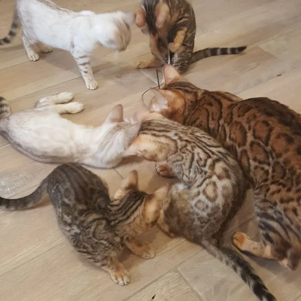 cuccioli bengala brown e snow lynx con pedigree 