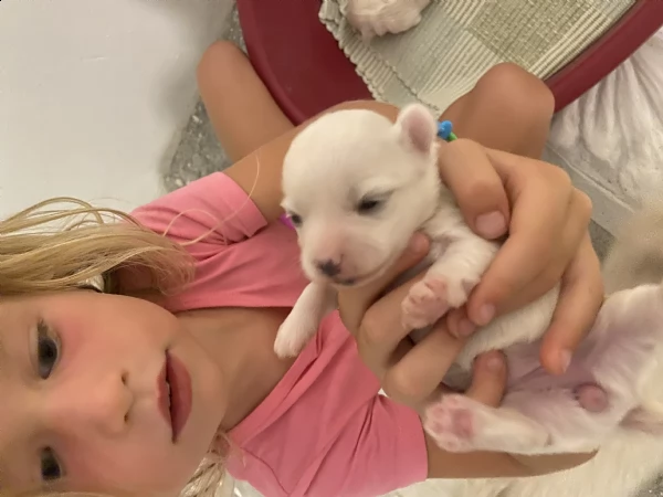 cucciolo maltese toy  | Foto 0