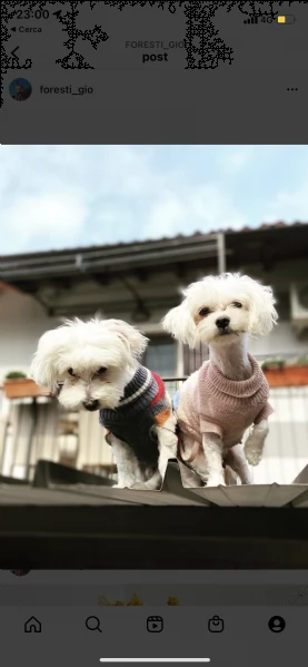 cucciolo maltese toy 