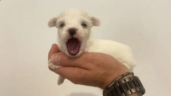 cucciolo di maltese toy max 4kg