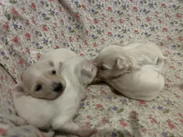 cucciolo di maltese toy max 4kg | Foto 1