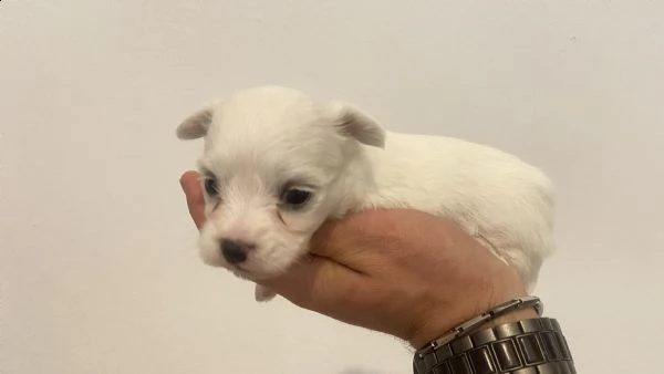 cucciolo di maltese toy max 4kg | Foto 0