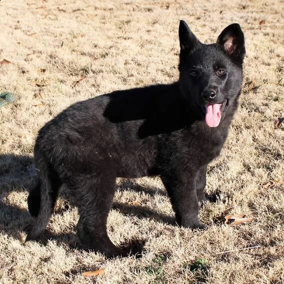 pastore tedesco cuccioli per ladozione