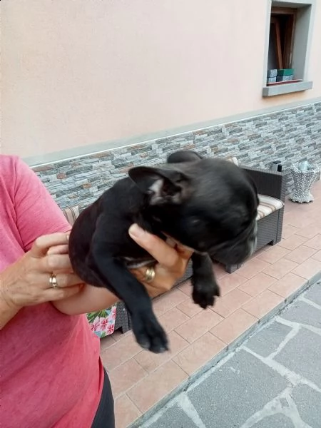 vendesi cucciole di bulldog francese