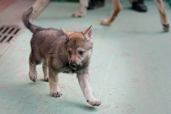 cuccioli di cane lupo cecoslovacco