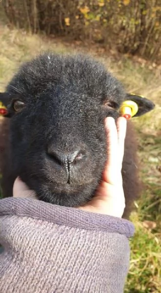 pecora nana d'ouessant  | Foto 3