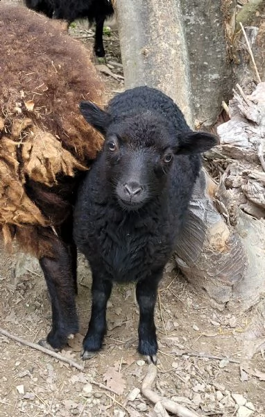 pecora nana d'ouessant 