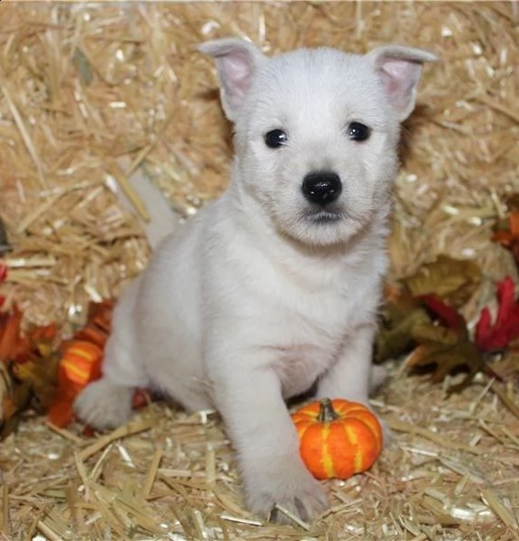  adorabili cuccioli  west highland terrier bianco  femminucce e maschietti disponibili