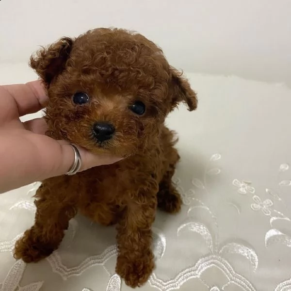  cuccioli di barboncino  femminucce e maschietti disponibili 
