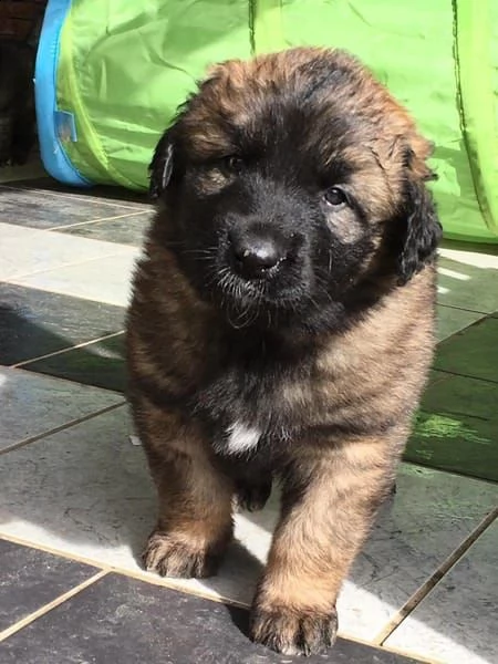  cuccioli leonberger disponibili | Foto 0