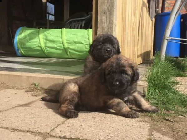  cuccioli leonberger disponibili