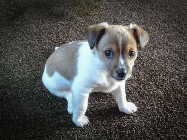 jack russell cuccioli