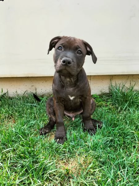 staffordshire bull terrier | Foto 4