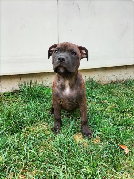staffordshire bull terrier | Foto 3