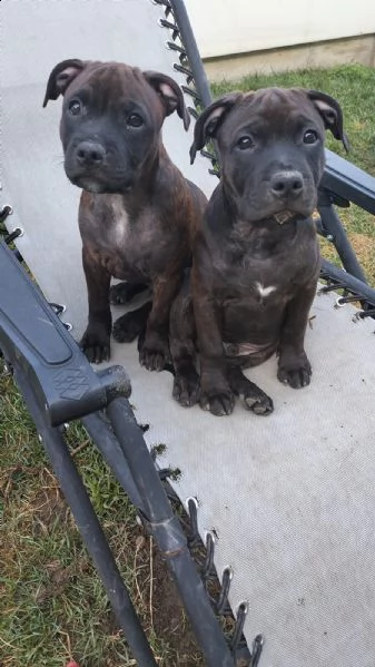 staffordshire bull terrier | Foto 2