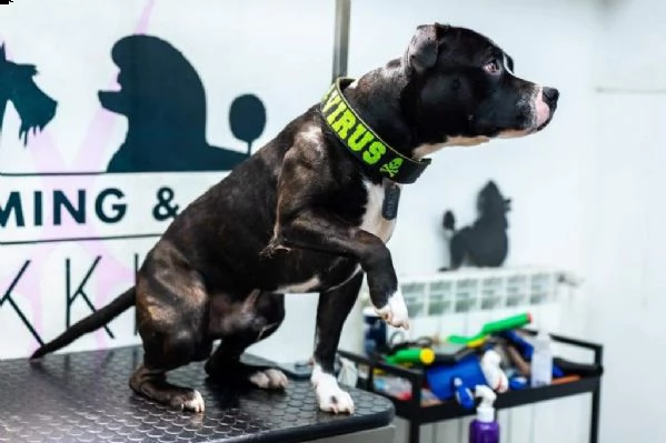 staffordshire bull terrier | Foto 0