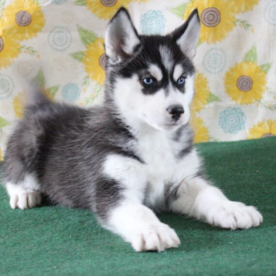 regarlo husky siberiano cuccioli bellissima cucciolata cerca nuova famiglia 4 maschi e 3 femmina 6