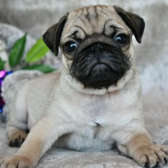 carlino cuccioli per ladozione bellissima cucciolata cerca nuova famiglia 4 maschi e 3 femmina 60