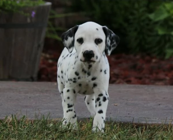 dalmata cuccioli per ladozione bellissima cucciolata cerca nuova famiglia 4 maschi e 3 femmina 60