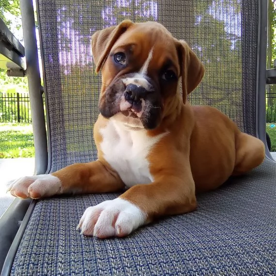 boxer cuccioli per ladozione bellissima cucciolata cerca nuova famiglia 4 maschi e 3 femmina 60 g