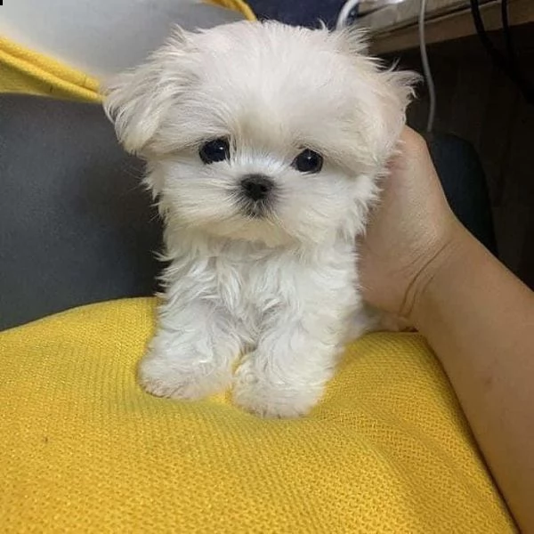 regalo maltese mini toy | Foto 0