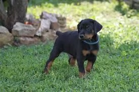 regalo doberman  | Foto 0