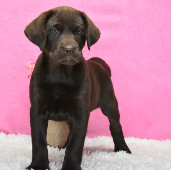 labrador retriever cuccioli per ladozione bellissima cucciolata cerca nuova famiglia 4 maschi e 3 