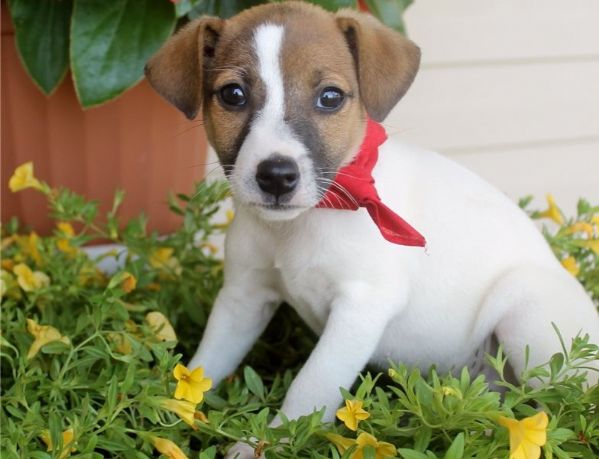 Regalo Jack Russel da Volontario a regarlo jack russell cuccioli