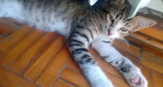 gattini  | Foto 0