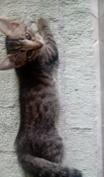 gattini 
