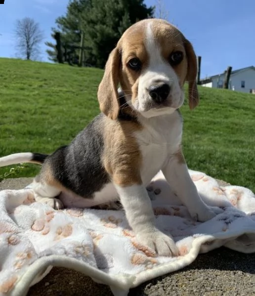 regarlo beagle cuccioli bellissima cucciolata cerca nuova famiglia 4 maschi e 3 femmina 60 gg tut