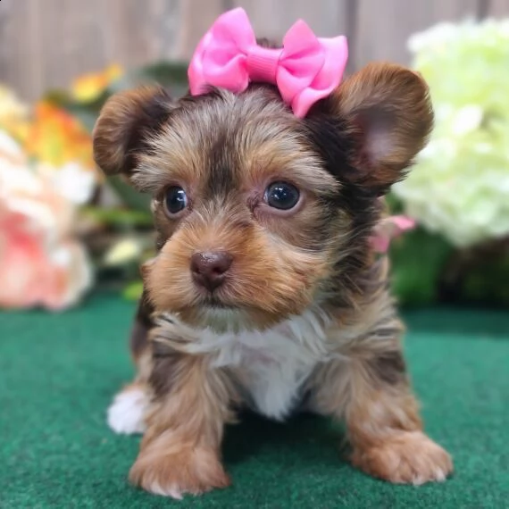 yorkshire cuccioli per ladozione bellissima cucciolata cerca nuova famiglia 4 maschi e 3 femmina 