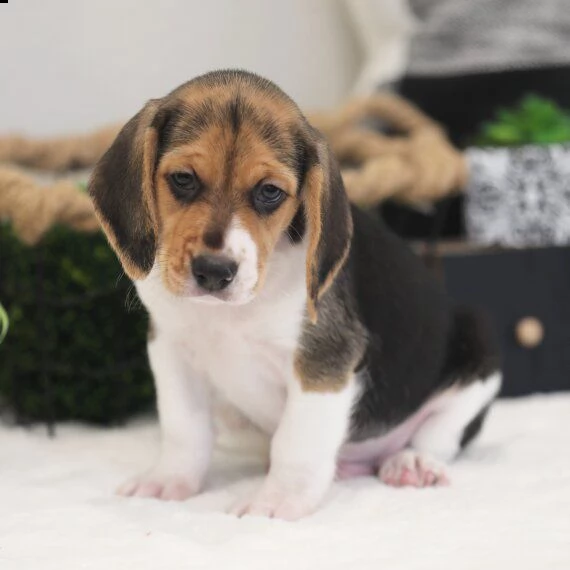 beagle cuccioli per l'adozione bellissima cucciolata cerca nuova famiglia, 4 maschi e 3 femmina, 60 