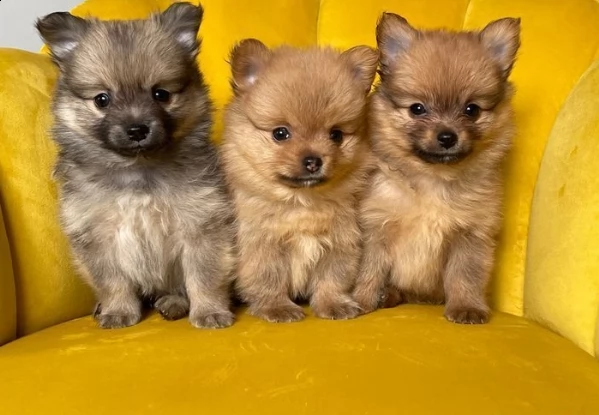 regarlo volpino pomerania cuccioli