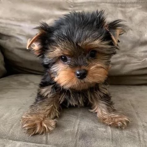 regalo yorkie cuccioli giocherelloni disponibili abbiamo i migliori cuccioli yorkie che si pu mai p