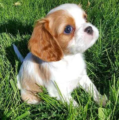 cuccioli di cavalier king femminucce e maschietti disponibili per ladozione gratuita i cuccioli son