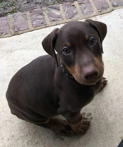 regalo adorabili cuccioli dobermann femminucce e maschietti disponibili gratuita i cuccioli sono vac