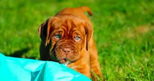 regalo bellissimi maschi e femmine dogue de bordeaux cuccioli abbiamo disponibili cuccioli di dogue 