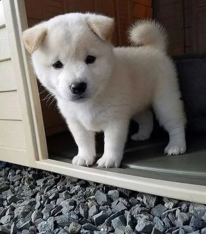 regalo due cuccioli di shiba inu per ladozione