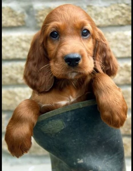  regalo cuccioli coker spaniel i cuccioli vengono consegnati con svezzamento  primo vaccino libret