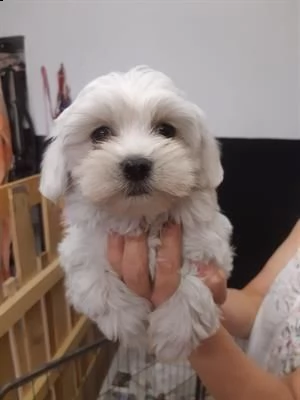 cuccioli maltese nano