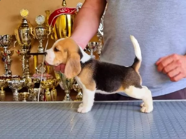 regalo beagle cuccioli meravigliosi  