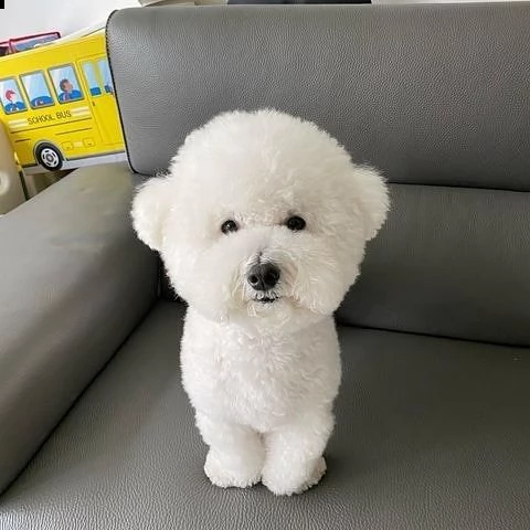 regalo bichon cuccioli meravigliosi  